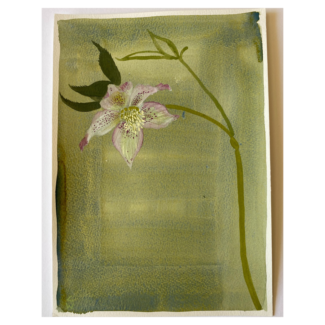 Hellebore Green, 2023, Lucy Wayne
