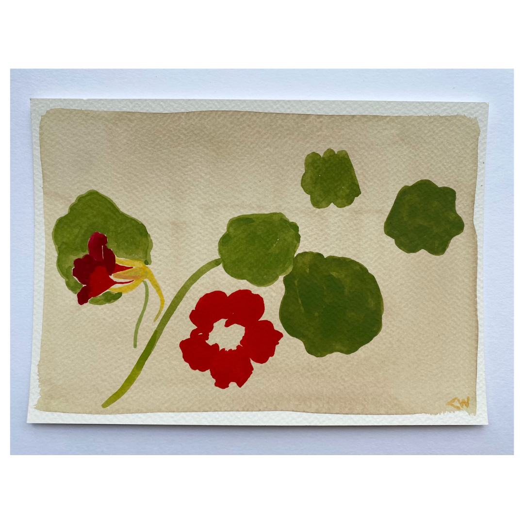 Nasturtium by Lucy Wayne